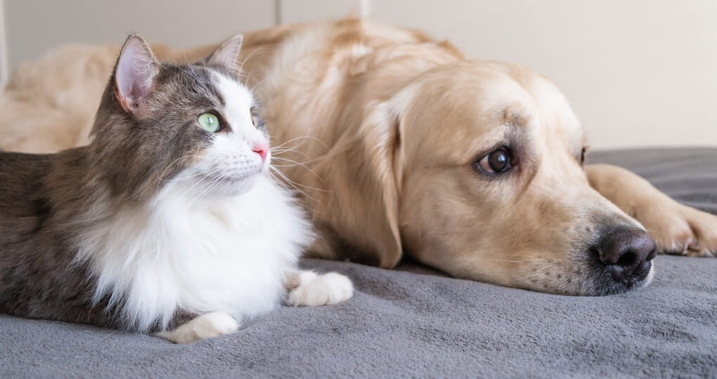 Francisco Martinelli promueve jornadas de esterilización para perros y gatos